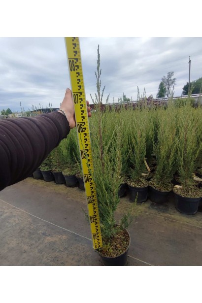 Ялівець скельний Блю Ерроу / Блю Арроу - 3л/вис.60-70см/Ø15-20см